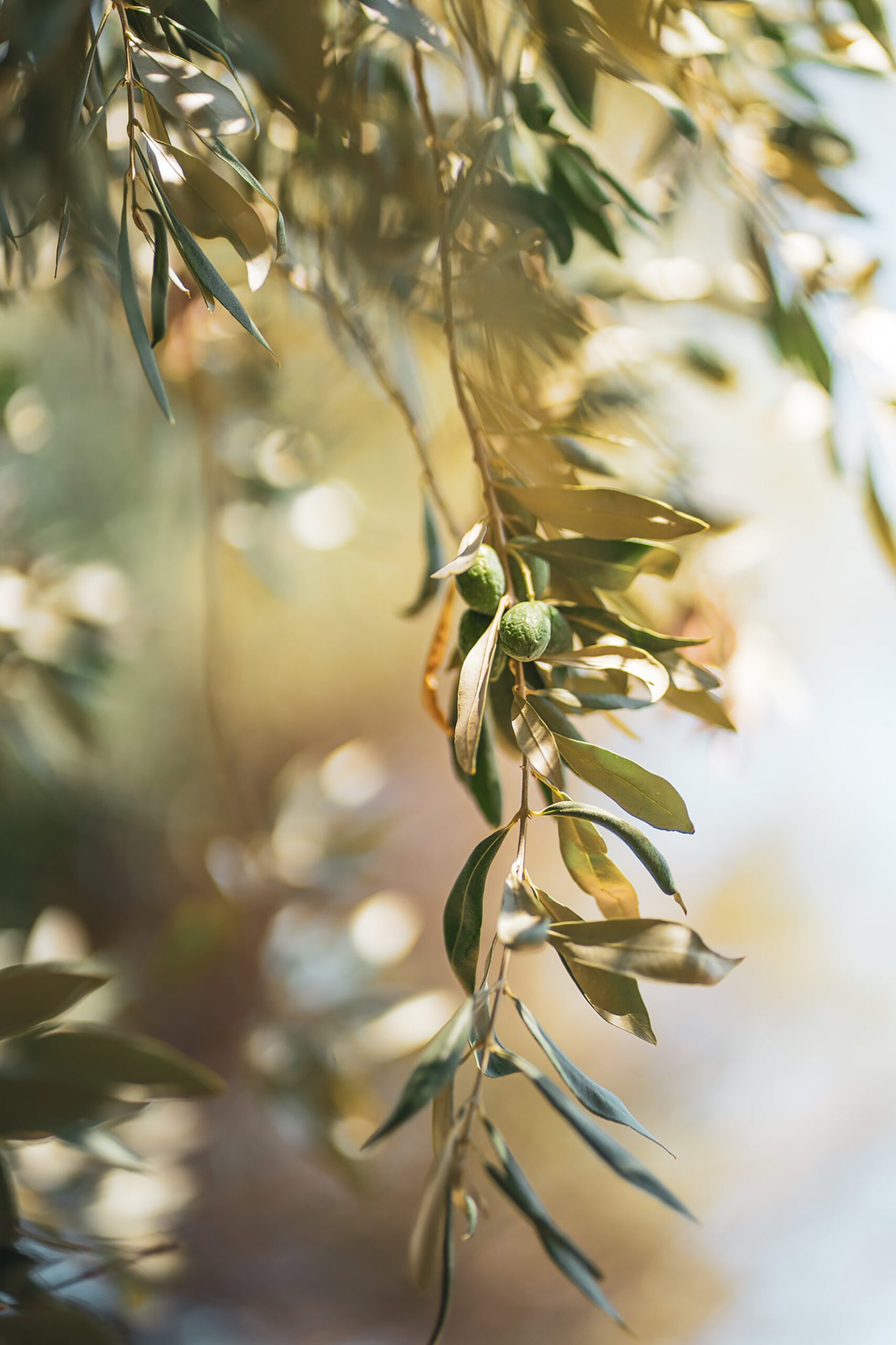 olive tree leaves sunshine